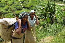 800px-Tea_estate_workers
