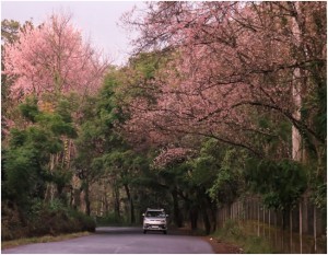 Cherry blossom trees in Shillong, Meghalaya | Photo courtesy: Government of Meghalaya